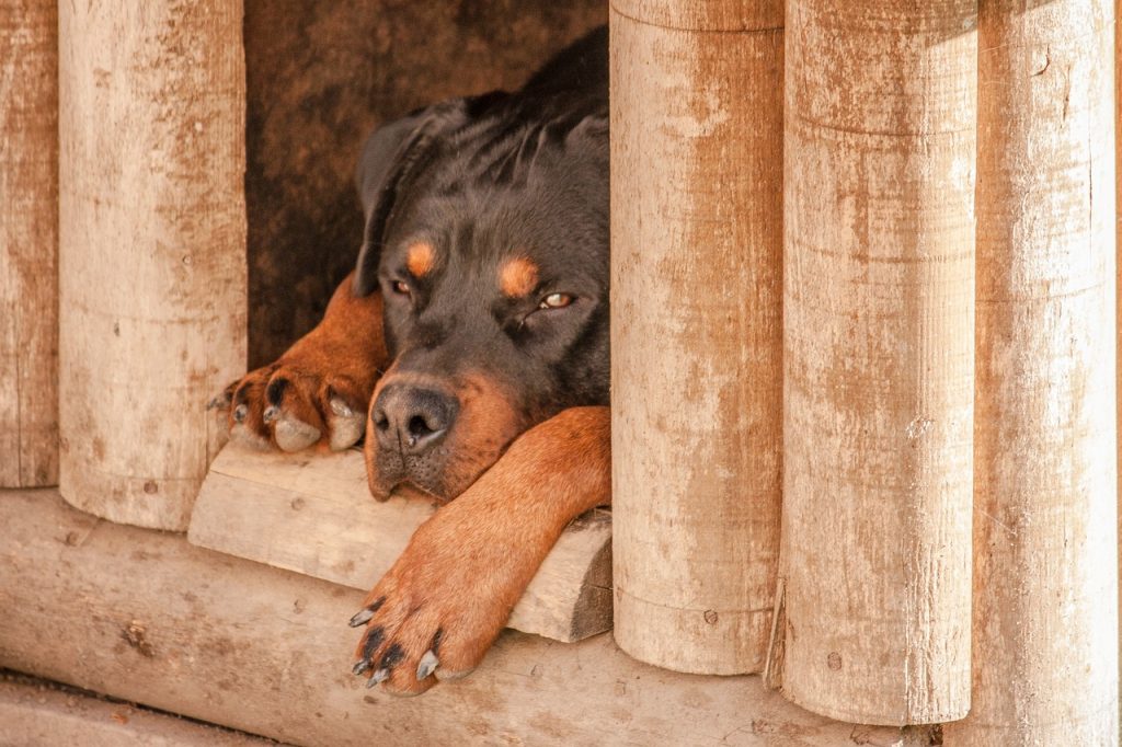 Indoor Pet Houses: A Guide to Cozy Living Spaces for Pets