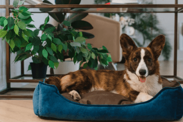 Indoor Dog Kennel Ideas