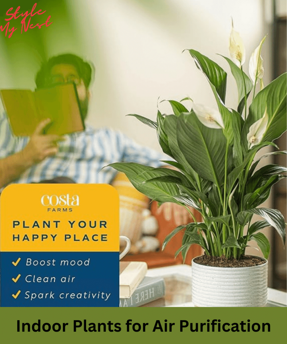 Peace Lily Plant