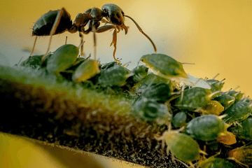 Natural Method to Get rid of Ants