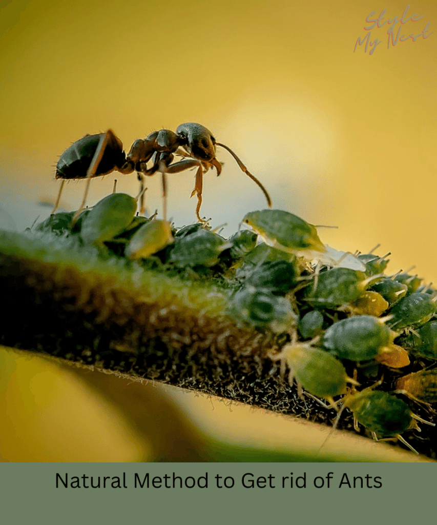 Natural Method to Get rid of Ants