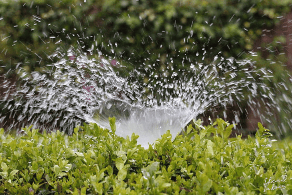 Watering Garden in Summer Heat