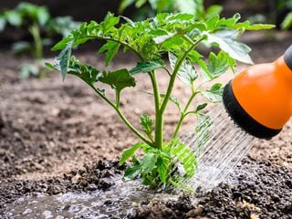 Watering Garden in Summer Heat