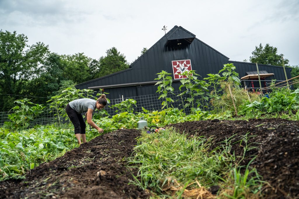 Summer Gardening Tips, Mid Summer Gardening Tips, Late Summer Gardening Tips