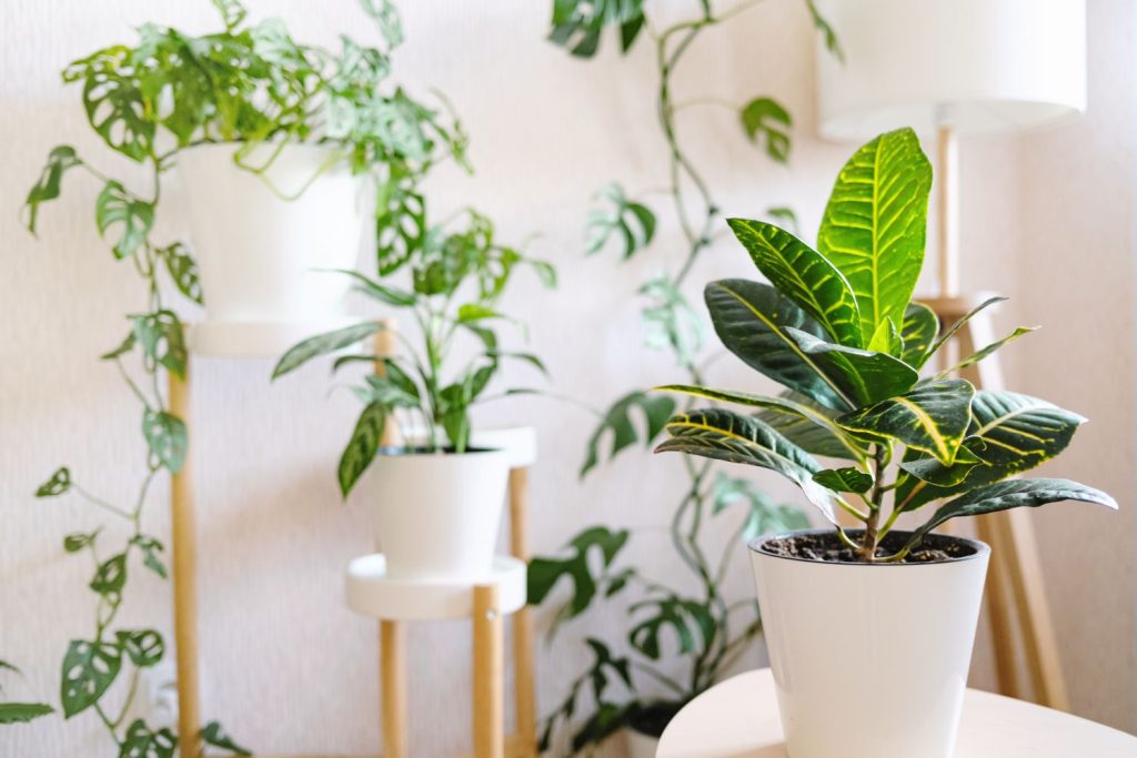 Best Tall Indoor Plants for Low Light