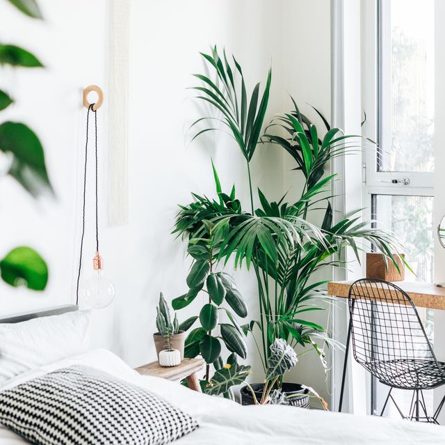 Do Plants in Bedroom Help Sleep