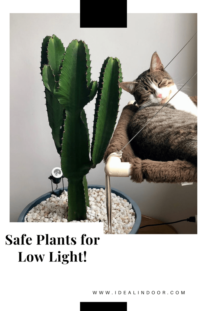 Indoor Plants Safe for Pets Low Light