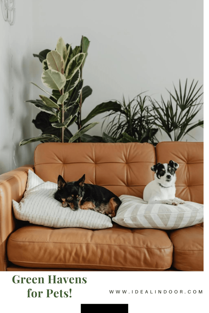 Indoor Plants Safe for Pets Low Light