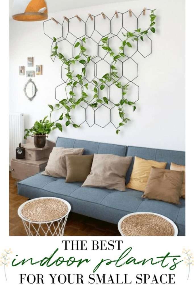 Best Indoor Plants for Small Spaces