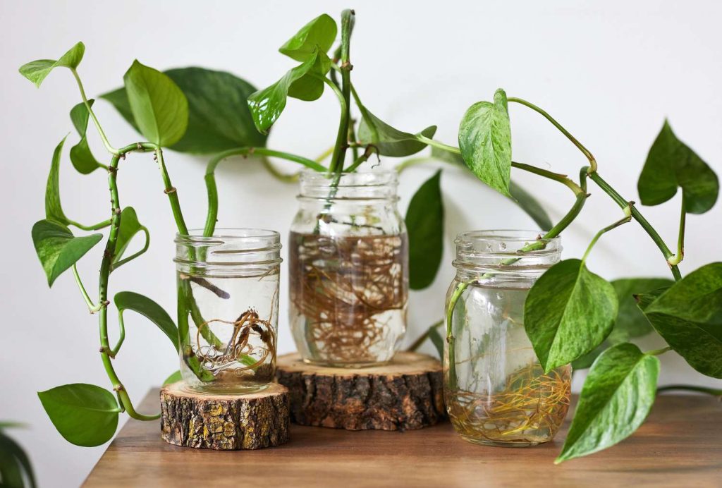 Aquatic Water Plants Indoor