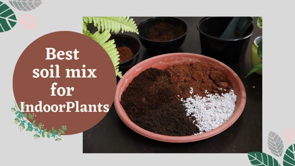 Best Soil Mix for Indoor Plants