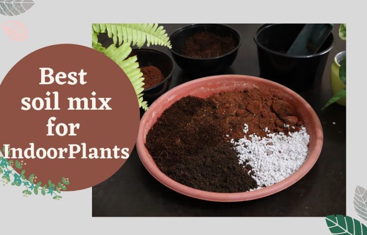 Best Soil Mix for Indoor Plants