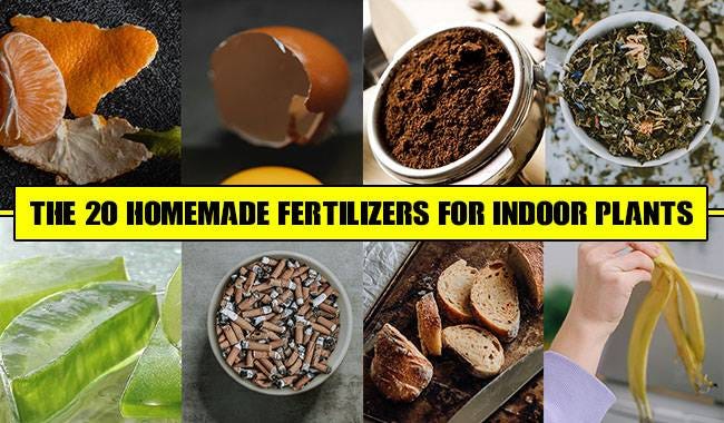 How to Make Organic Fertilizer for Indoor Plants