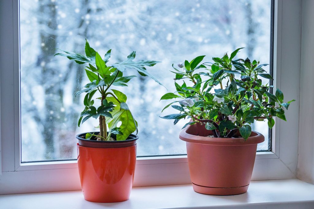 Indoor Plant Care During Winter: Essential Tips for Thriving Greenery