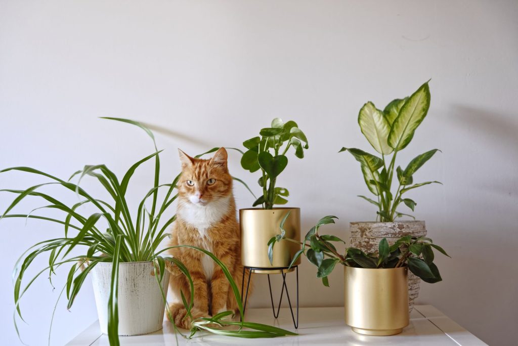 Indoor Plants Safe for Pets Low Light