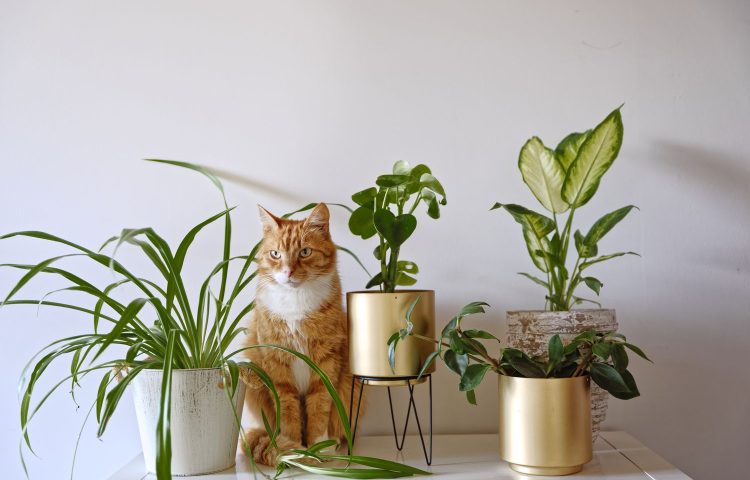 Indoor Plants Safe for Pets Low Light