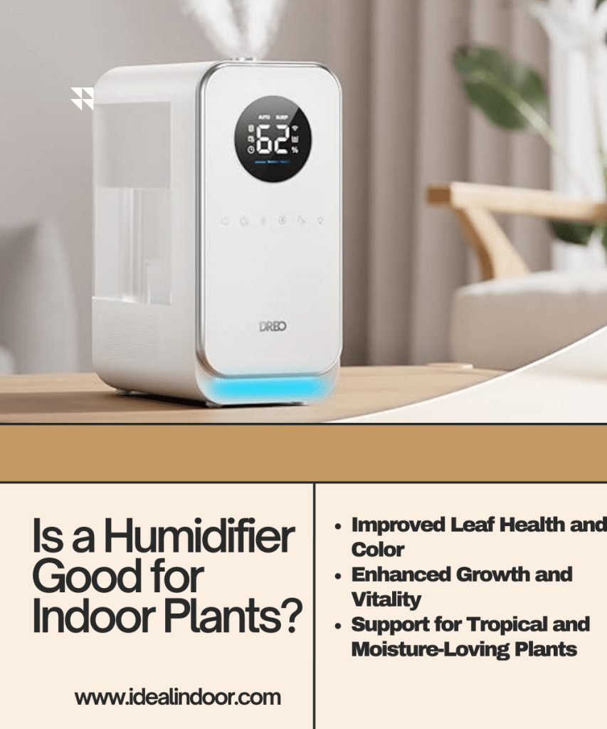 Is a Humidifier Good for Indoor Plants