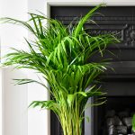 Do Indoor Plants Decrease Humidity