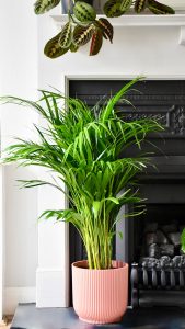 Do Indoor Plants Decrease Humidity