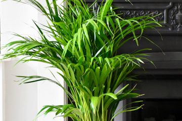 Do Indoor Plants Decrease Humidity