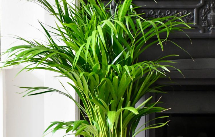 Do Indoor Plants Decrease Humidity