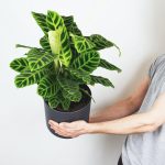 What House Plants Reduce Humidity