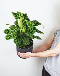 What House Plants Reduce Humidity