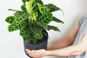 What House Plants Reduce Humidity