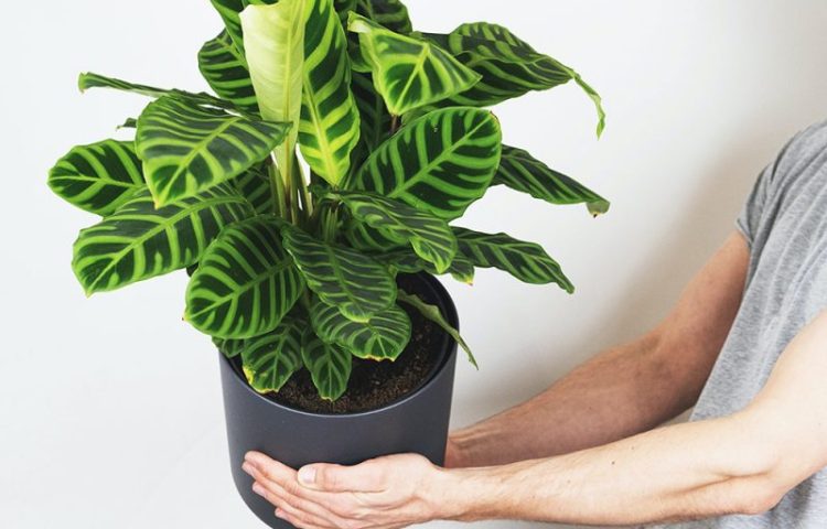 What House Plants Reduce Humidity