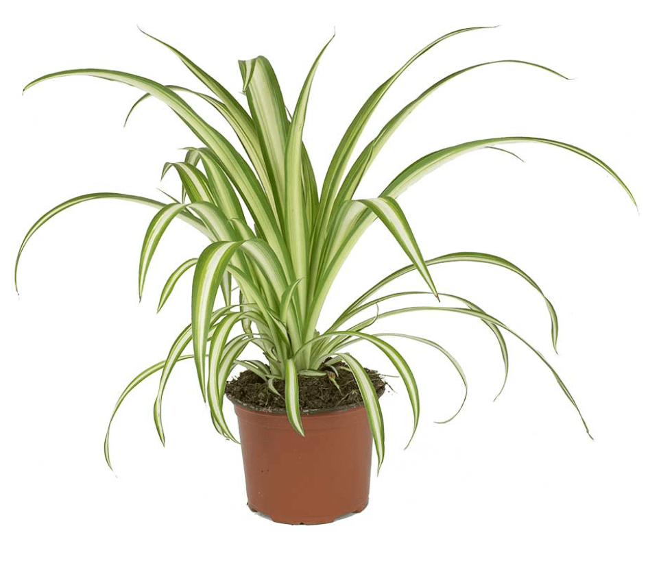 Indoor Plants Safe for Pets Low Light