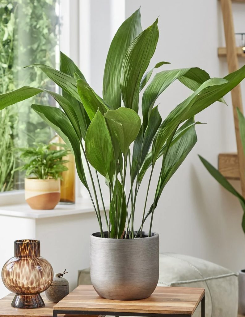 Indoor Plants Safe for Pets Low Light